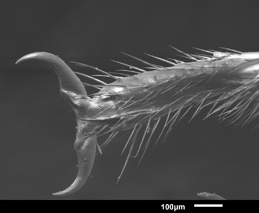 SAS scientists discovered cockroaches that live as a superorganism, and IMMM SAS was there