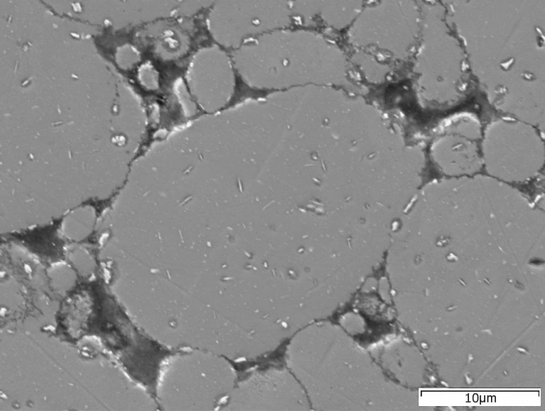 SEM microstructure 2