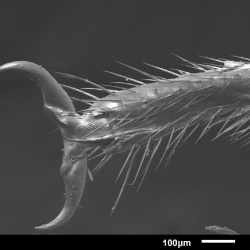 SAS scientists discovered cockroaches that live as a superorganism, and IMMM SAS was there